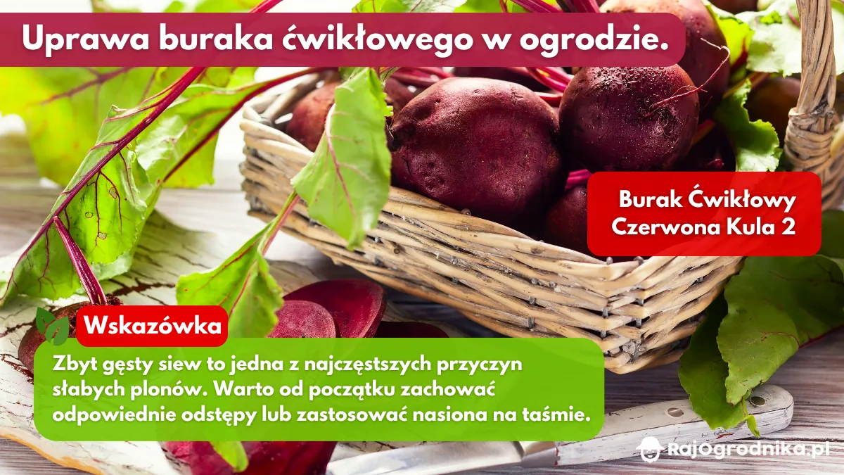 Jak-uprawiać-buraki-ćwikłowe-w-ogrodzie-blog-sklep-rajogrodnika